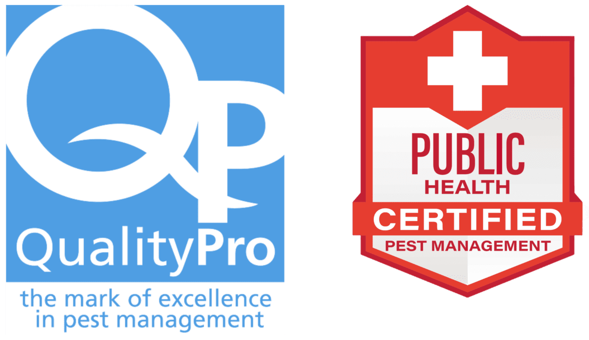 Gallery image 8 — spider control Escondido