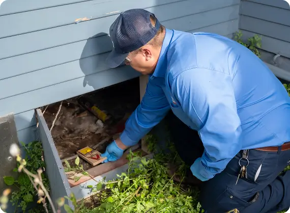 Gallery image 9 — spider control Escondido