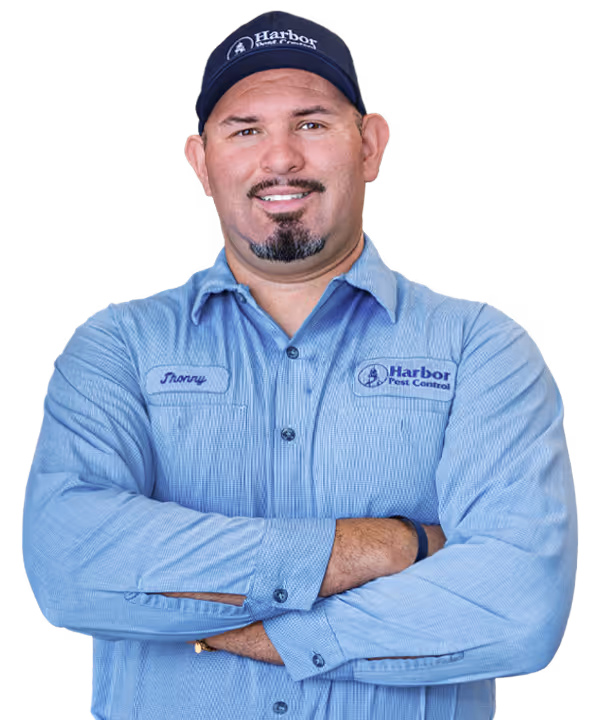 termite inspection San Diego County