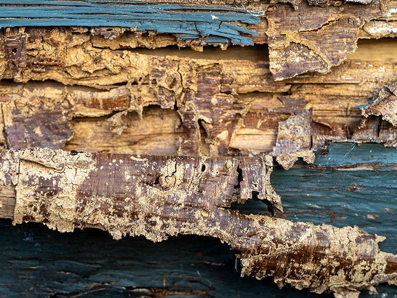 Termite Watkins Pest photo