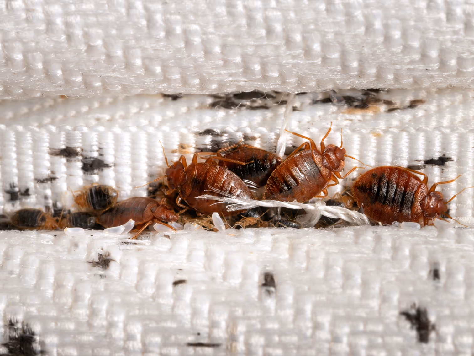 Gallery image 5 — Harbor Pest Control