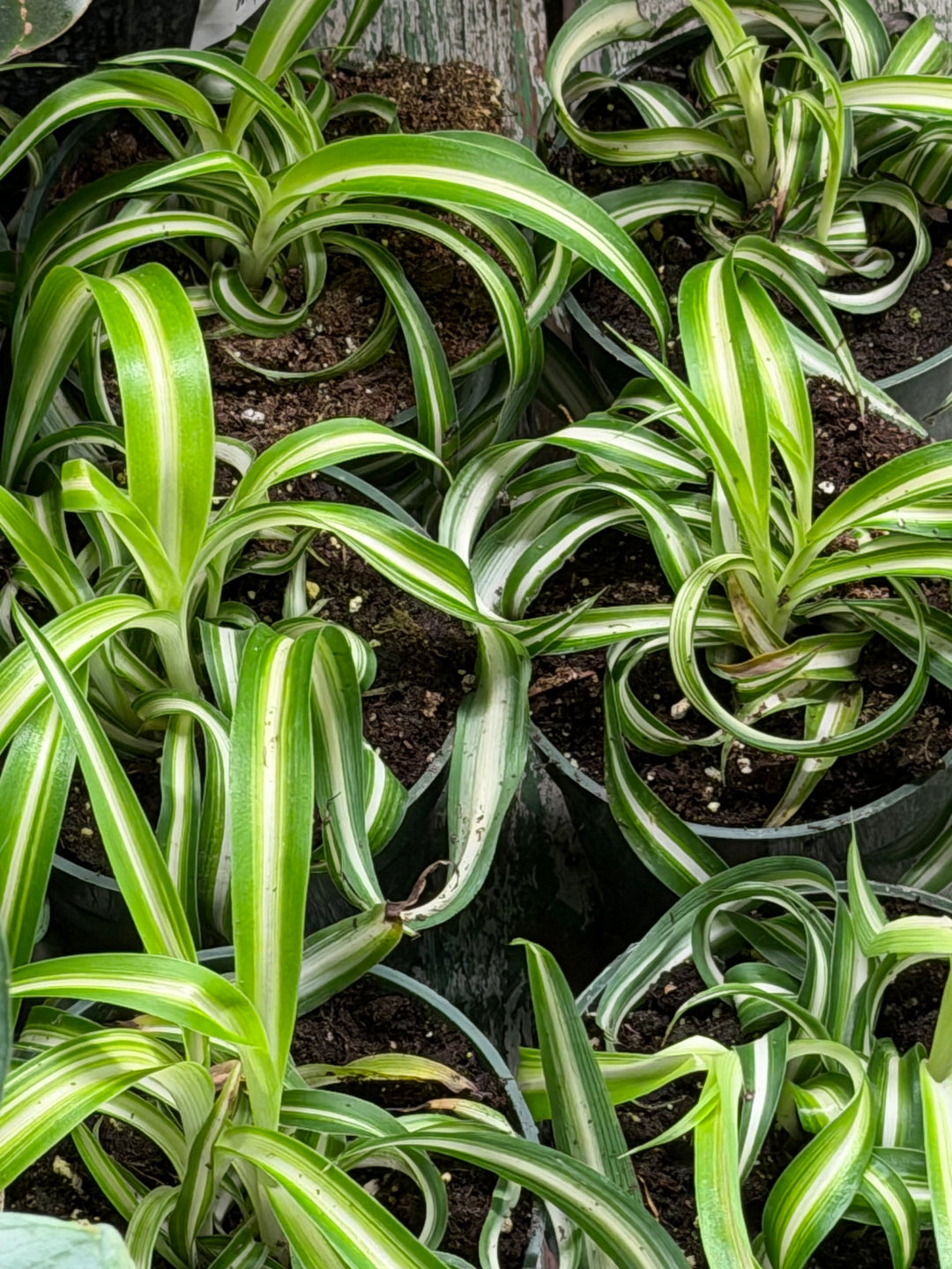 Gallery image 4 — houseplants NYC
