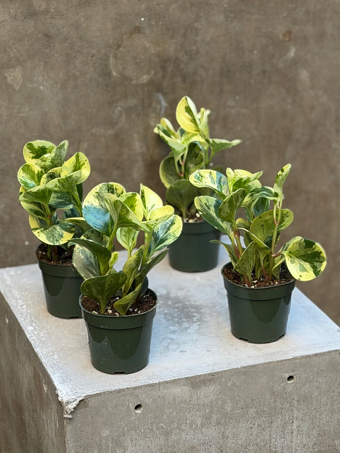 Gallery image 1 — houseplants NYC