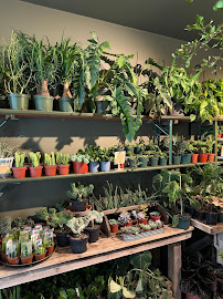 About houseplants NYC