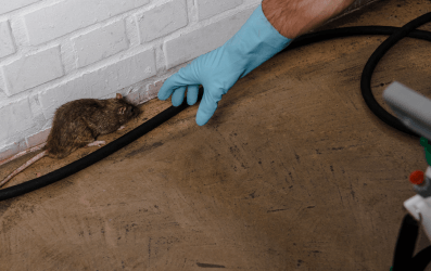 Gallery image 3 — spider control Santa Ana