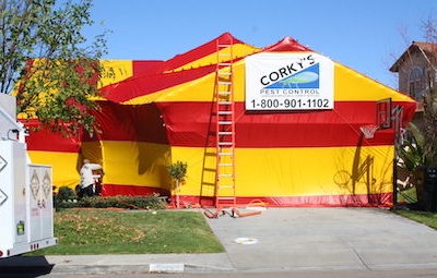 spider control Santa Ana