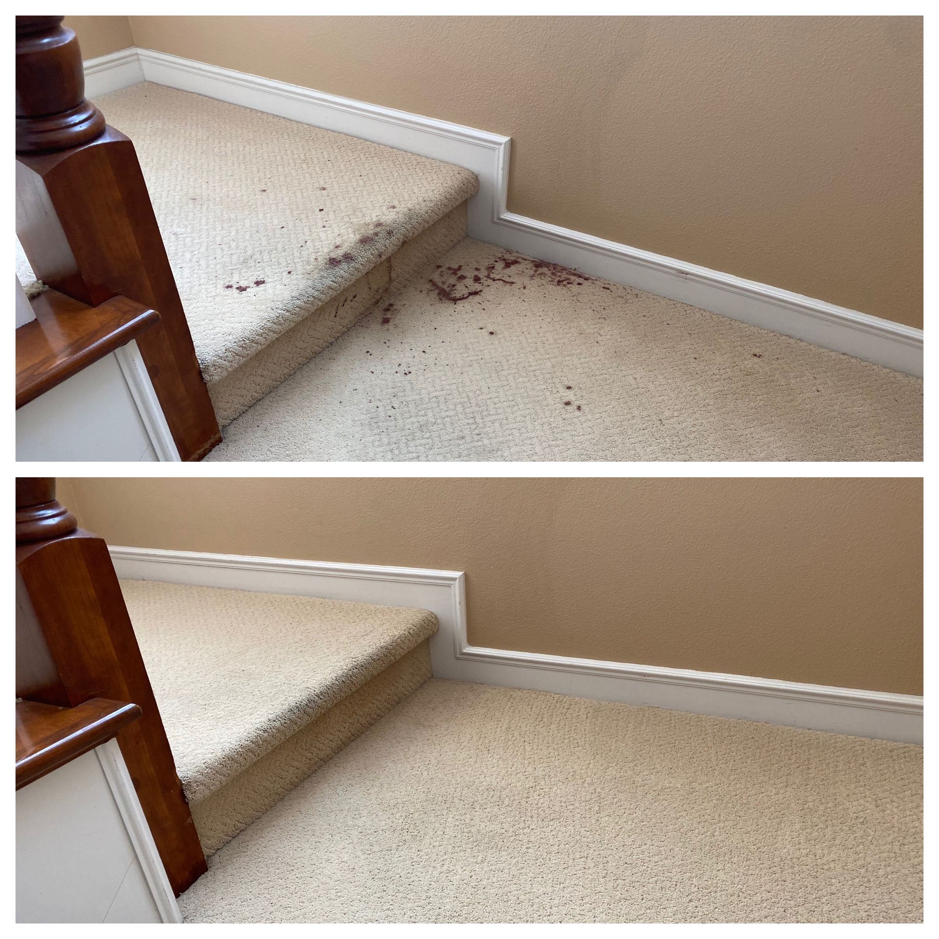 Gallery image 6 — Mega Dry Carpet Cleaning