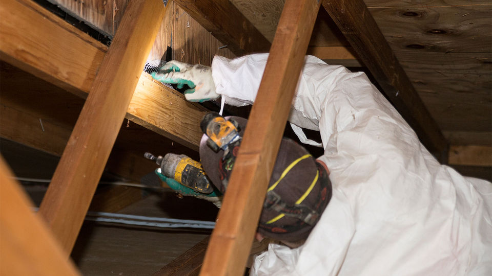 Gallery image 2 — Jamul Pest Control