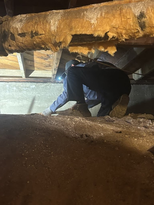 About gopher removal San Diego