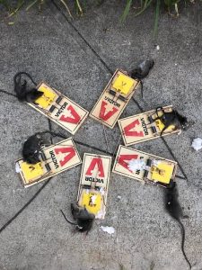bee removal San Diego