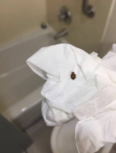 Gallery image 5 — gopher removal San Diego