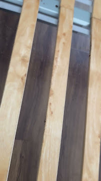 residential pest control Wolfy’s pest control