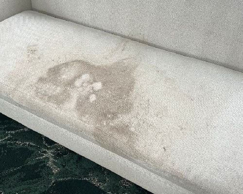 Gallery image 13 — pet safe carpet cleaning Chicago