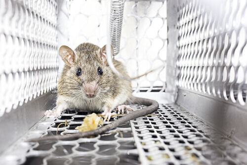 local exterminator in Friendswood photo