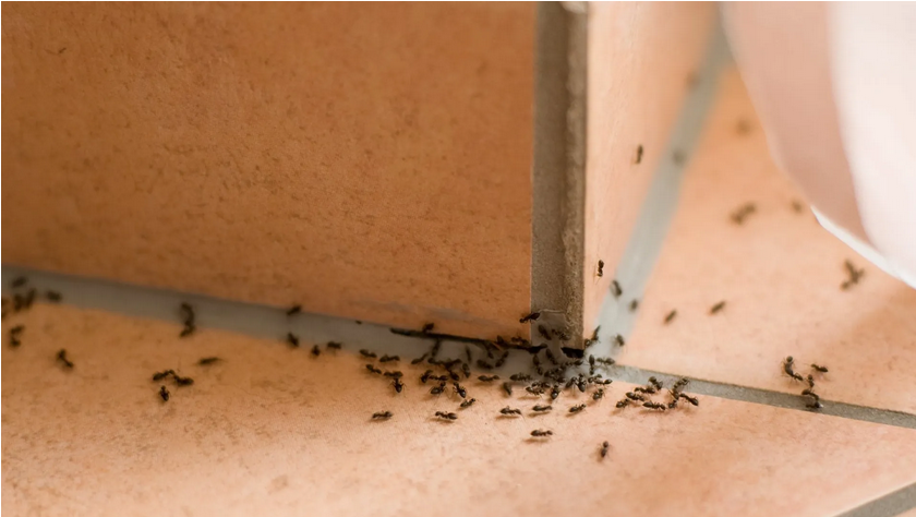 Gallery image 1 — Wild Wild Pest Control