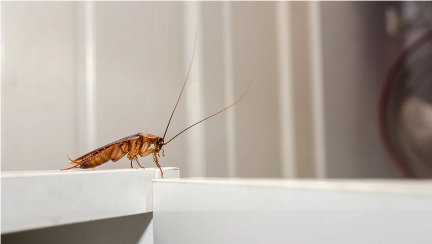 Gallery image 7 — Wild Wild Pest Control
