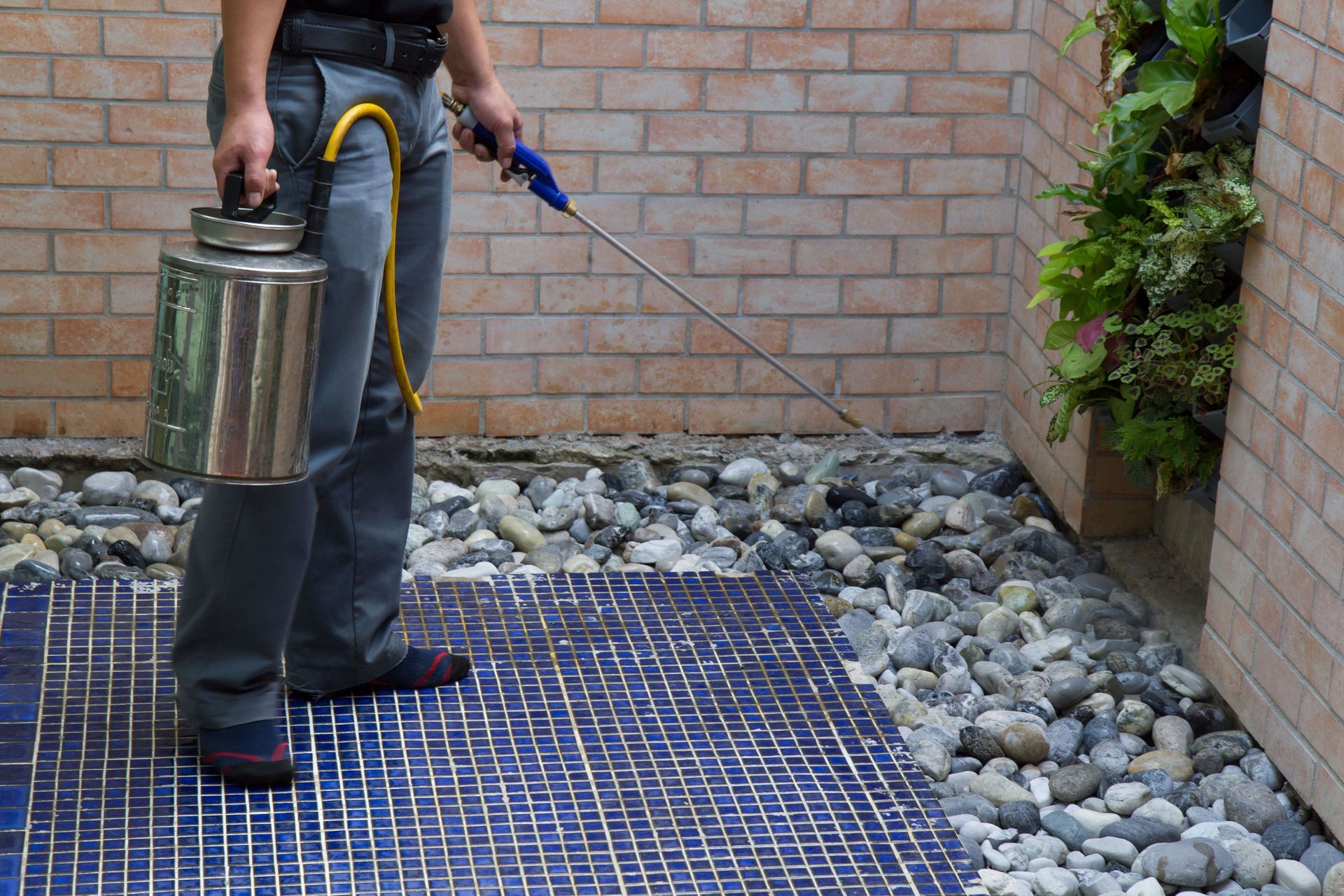 Gallery image 2 — free termite inspection San Diego