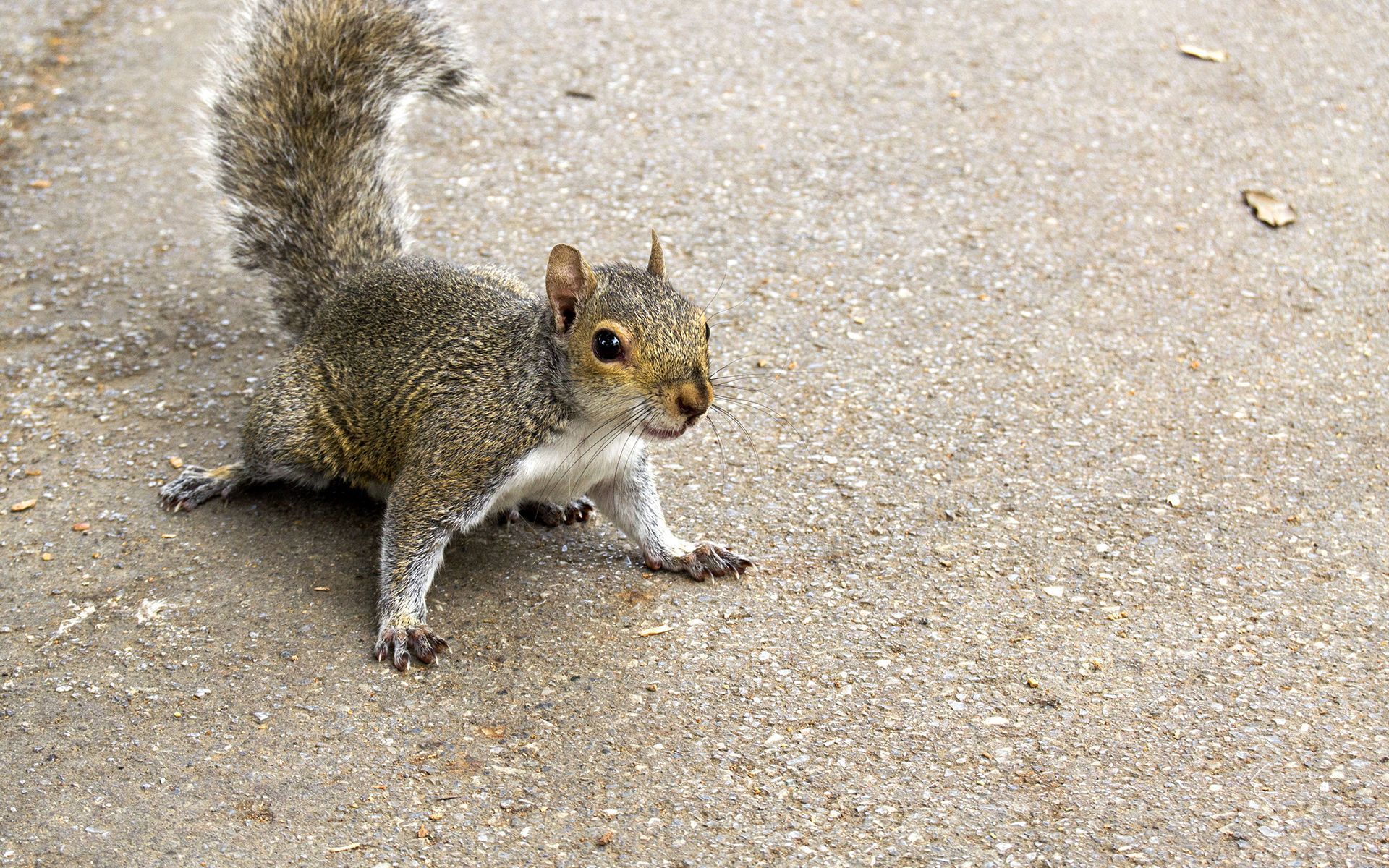 Gallery image 4 — free termite inspection San Diego