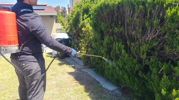 Gallery image 5 — free pest inspection San Diego