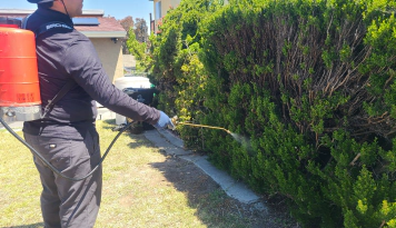 Gallery image 15 — free pest inspection San Diego