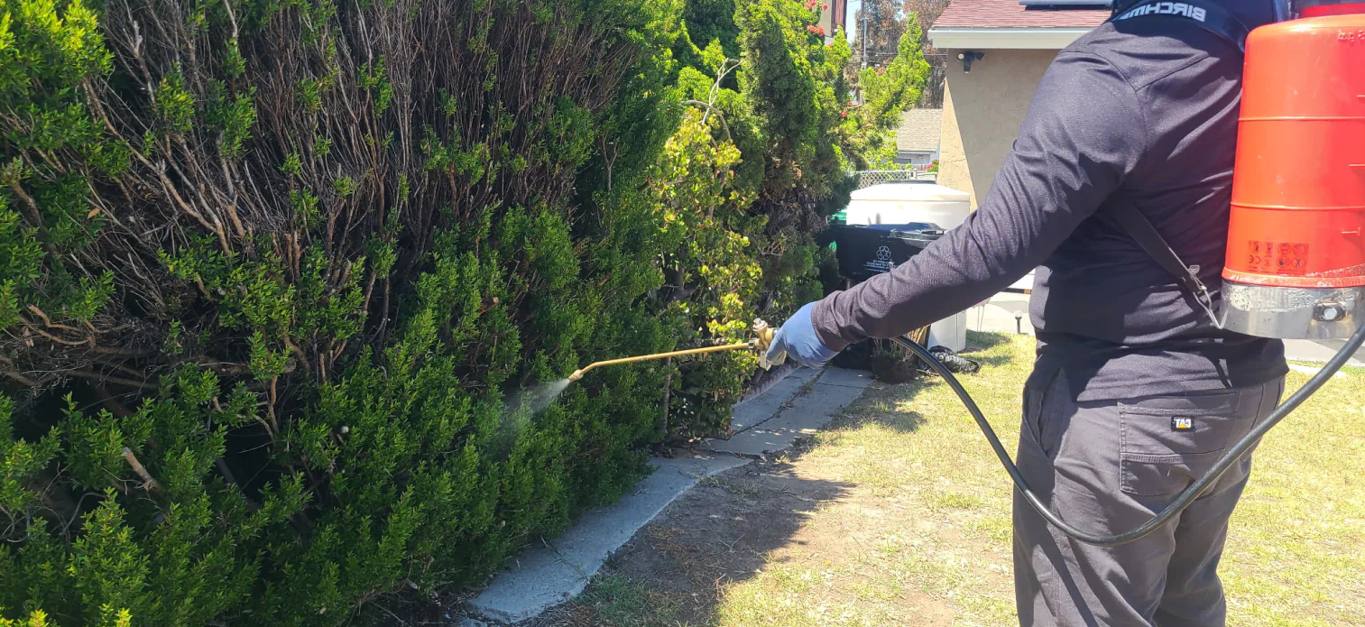 free pest inspection San Diego