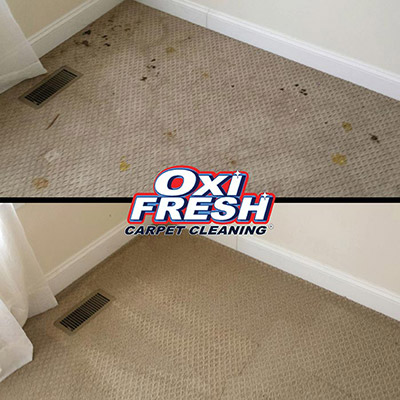 Gallery image 8 — Oxi Fresh Carpet Cleaning