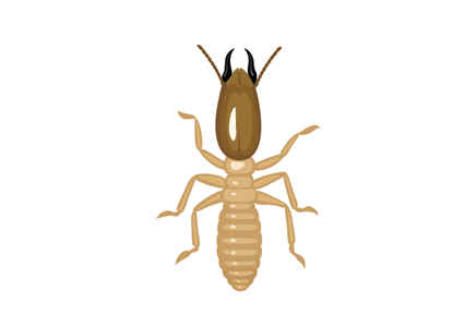 Gallery image 5 — Hydrex Pest Control