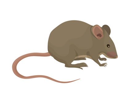 Gallery image 7 — Hydrex Pest Control