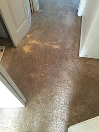 Gallery image 6 — Just Clean Carpet Cleaning & Dyeing
