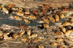 Gallery image 3 — fumigation services San Diego