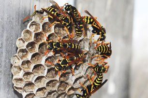 Gallery image 4 — fumigation services San Diego