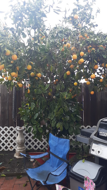 Gallery image 5 — fumigation services San Diego