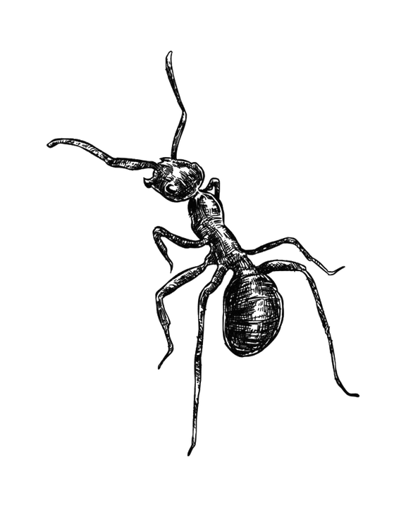 Gallery image 8 — fumigation services in Southern California