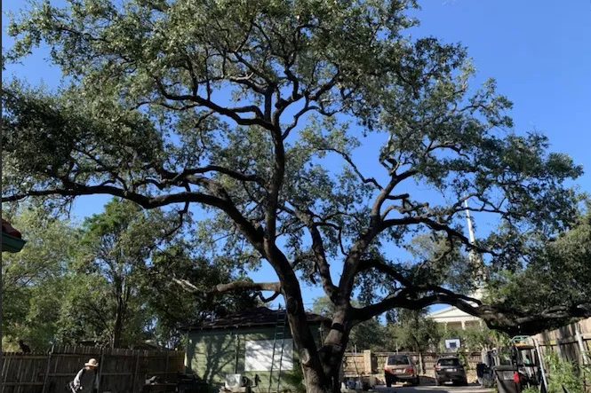 Gallery image 6 — commercial landscaping south Texas