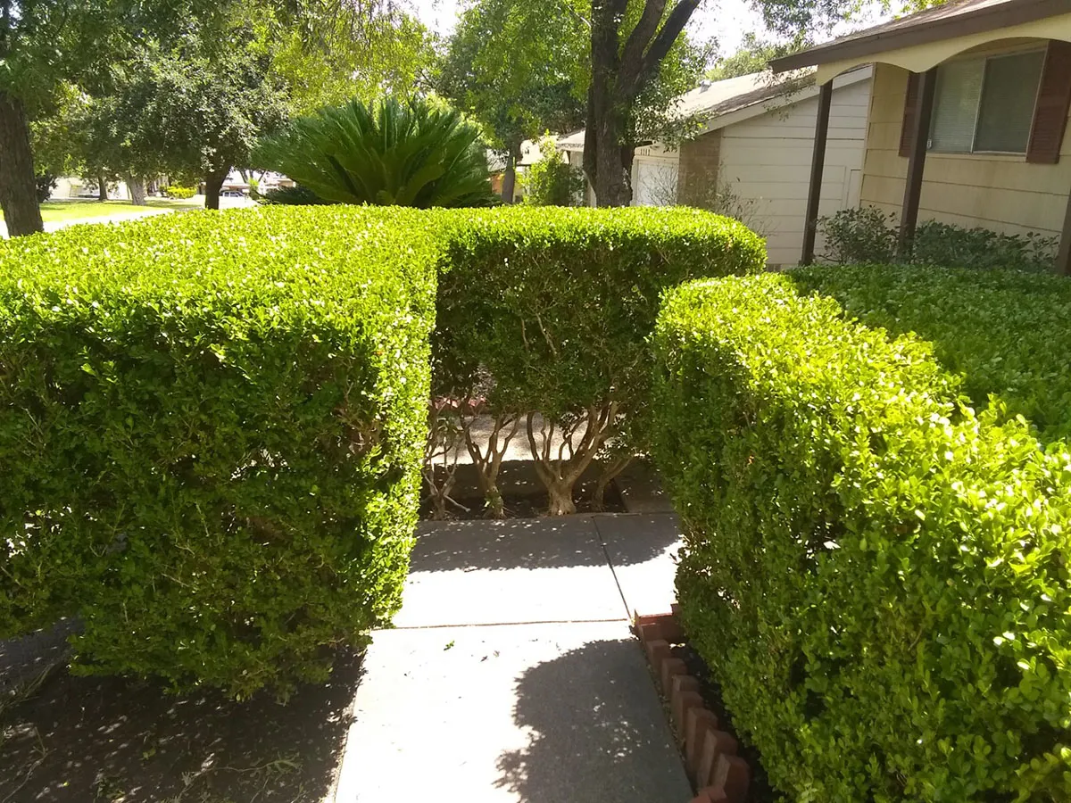 professional lawn maintenance San Antonio