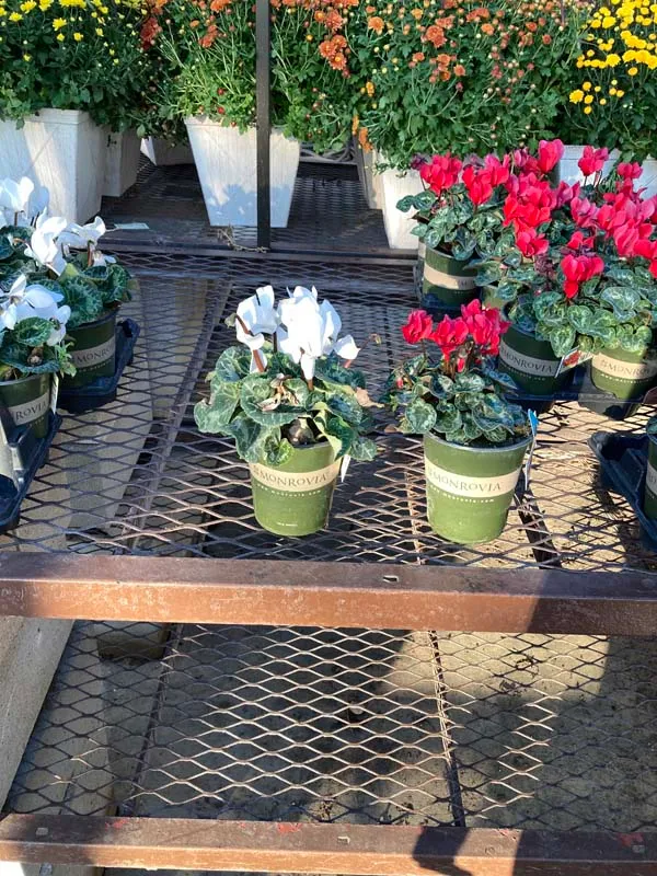 Gallery image 1 — lawn care San Antonio