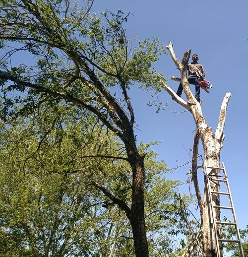 Gallery image 2 — pest removal san antonio