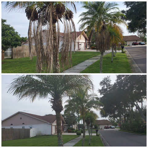 Gallery image 4 — affordable lawn mowing Tampa