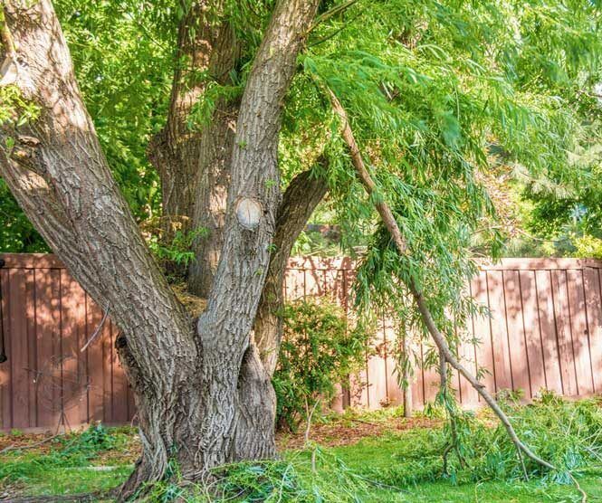 Gallery image 2 — storm cleanup 33609