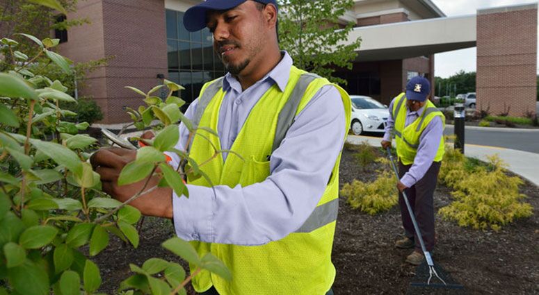tree care services Tampa