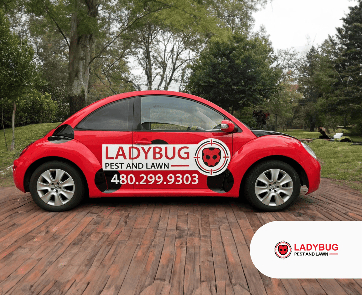 Gallery image 7 — termite treatment LadyBug Pest and Lawn