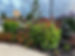 Gallery image 2 — Luxury Landscaping