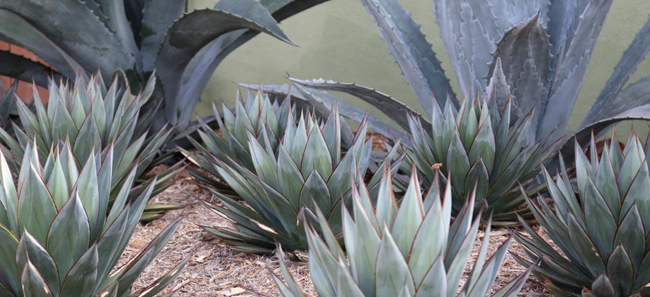 Gallery image 10 — modern landscape architecture San Diego