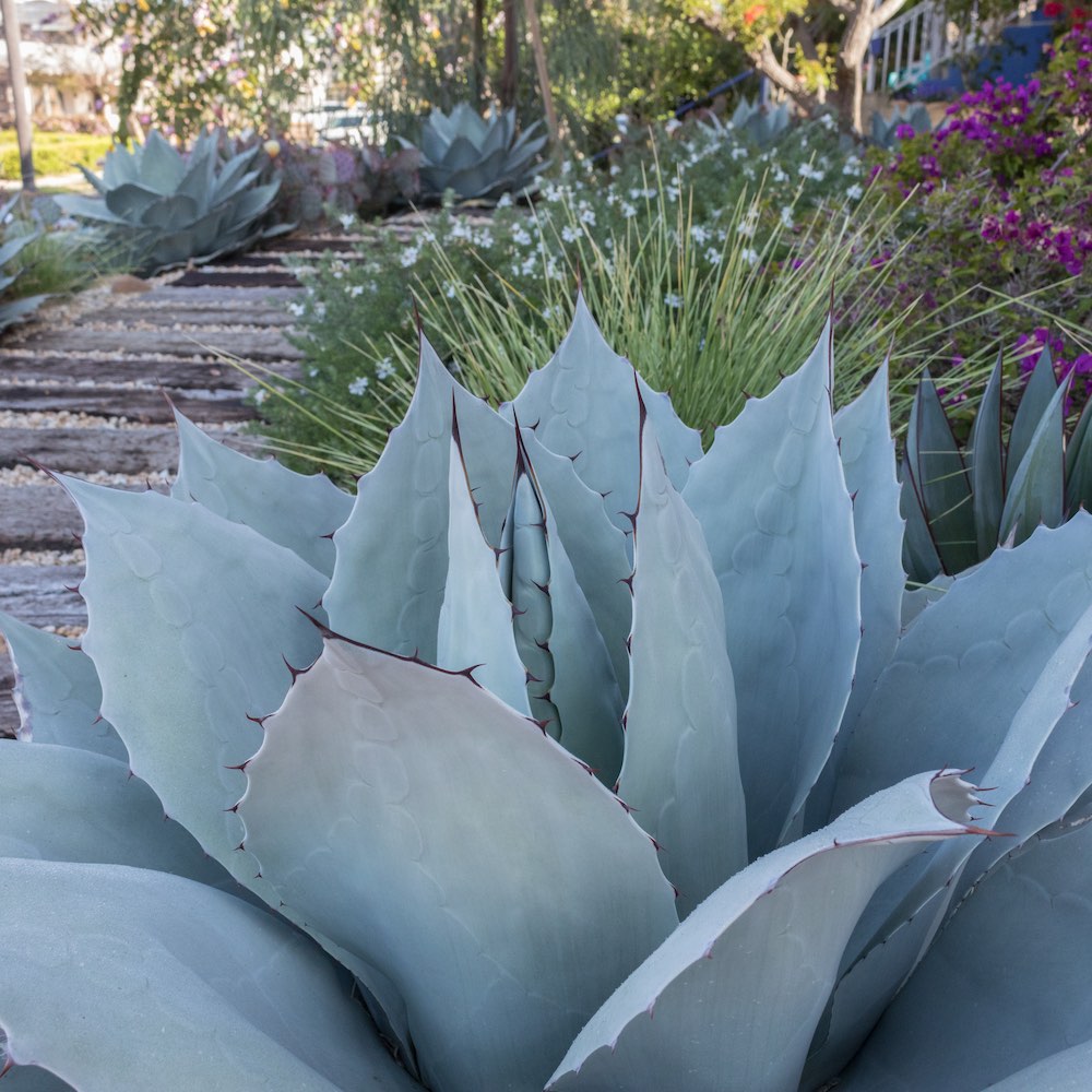 About modern landscape architecture San Diego