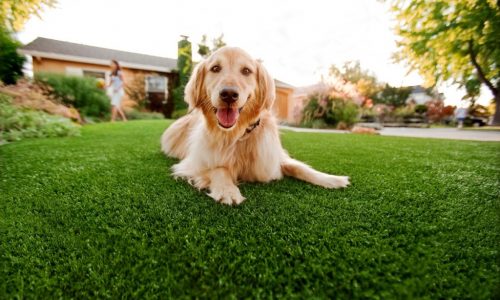 Gallery image 11 — best artificial grass installation Superior Turf and Ivy