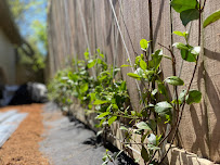 About Galleria Houston landscaping