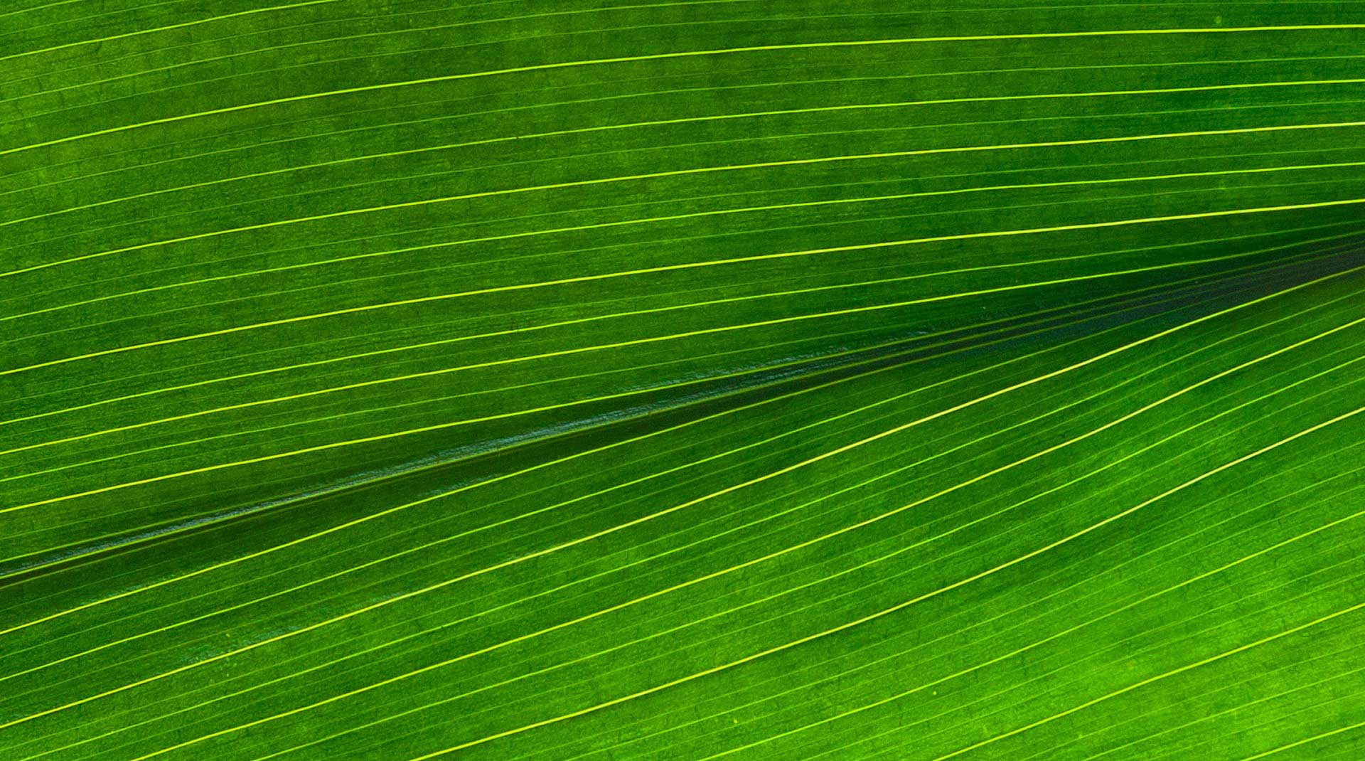 Gallery image 1 — Houston lawn care company