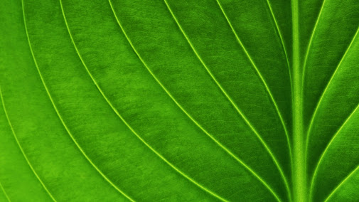 Gallery image 6 — Houston lawn care company