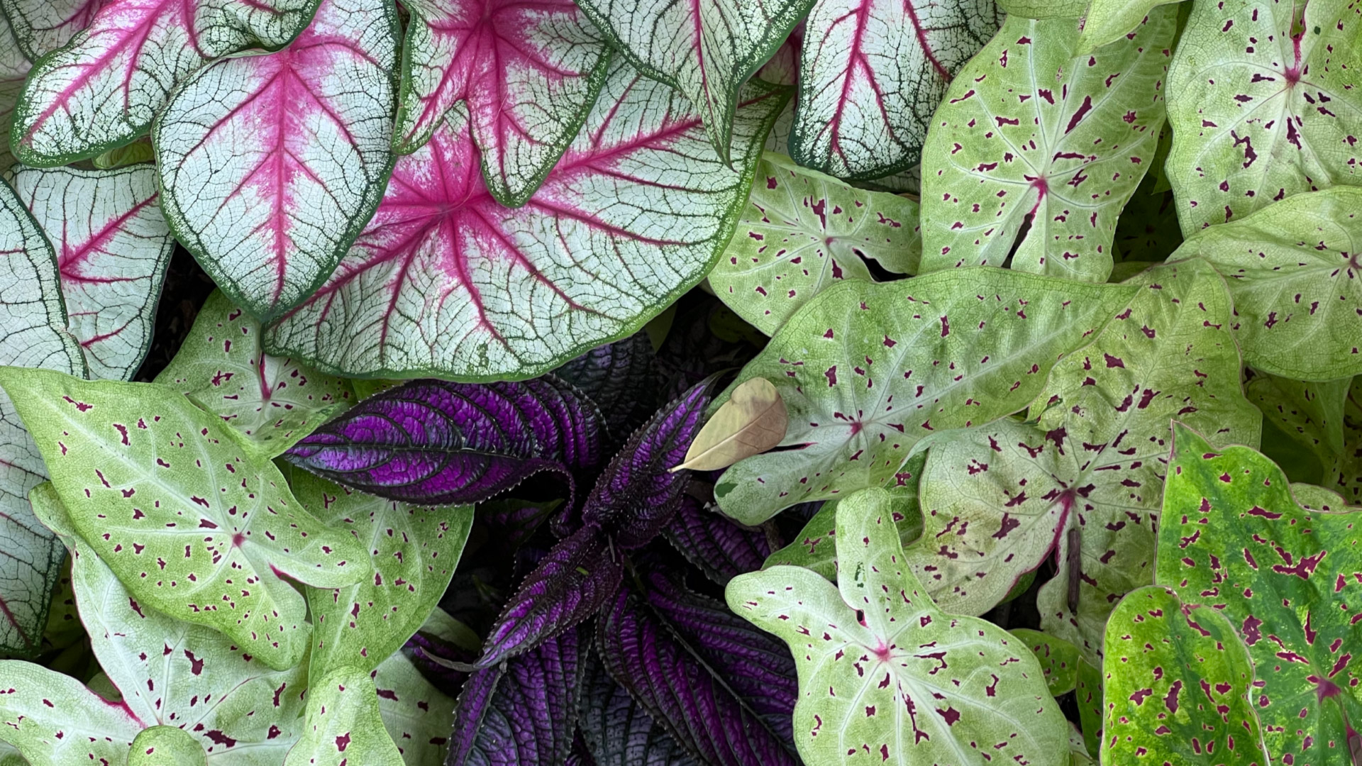 Gallery image 7 — Galleria Houston landscaping