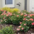 About DrewGreen Landscapes